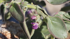 Pseudorontium cyathiferum