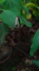 Micrathena plana