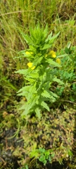 Bellardia viscosa