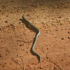 Ophisaurus ventralis