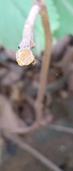 Micrathena plana