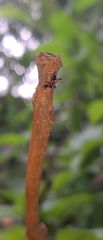 Micrathena plana