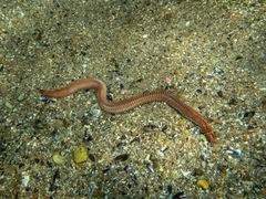 Eunicidae