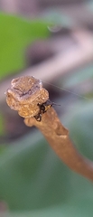 Micrathena plana