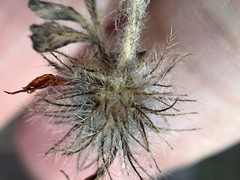 Trifolium hirtum