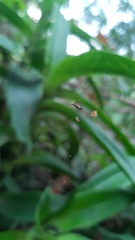 Micrathena plana