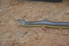 Ophisaurus ventralis