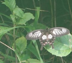 Pachliopta polyphontes