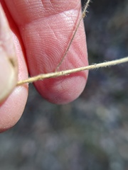 Trifolium hirtum