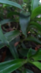 Micrathena plana