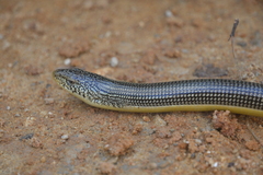 Ophisaurus ventralis