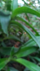 Micrathena plana