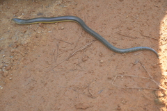 Ophisaurus ventralis