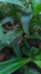 Micrathena plana