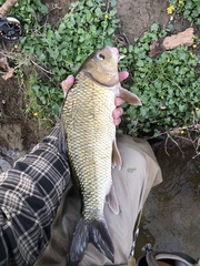 Carpiodes cyprinus