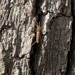 Tetragnatha laboriosa