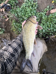 Carpiodes cyprinus