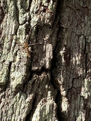 Tetragnatha laboriosa