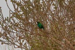 Nectarinia famosa famosa