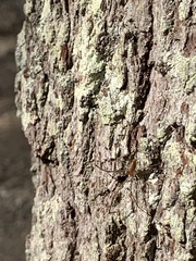 Tetragnatha laboriosa