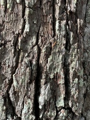 Tetragnatha laboriosa