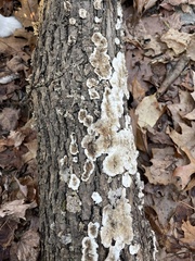 Peniophora albobadia