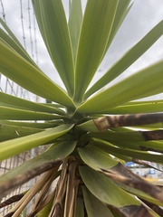 Furcraea andina
