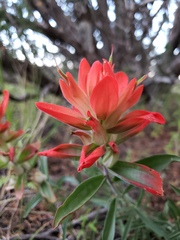 Castilleja integra