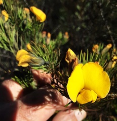 Gompholobium grandiflorum