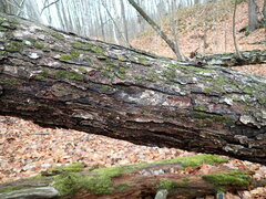 Proliferodiscus pulveraceus