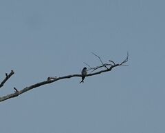 Hemiprocne longipennis