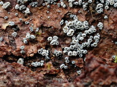 Proliferodiscus pulveraceus