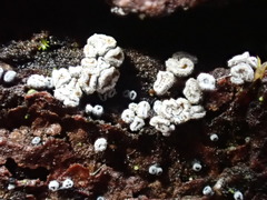 Proliferodiscus pulveraceus