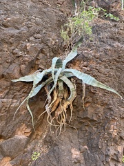 Agave sobria sobria