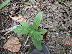 Artemisia douglasiana