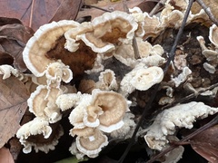 Cerrena zonata