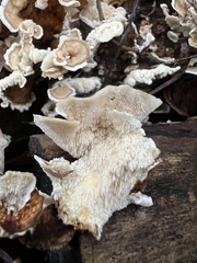 Cerrena zonata