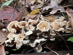 Cerrena zonata