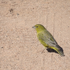 Sicalis olivascens