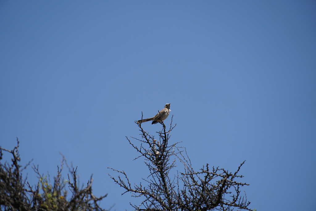 Chilean Mockingbird