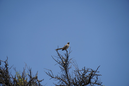 Chilean Mockingbird