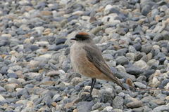 Muscisaxicola capistratus