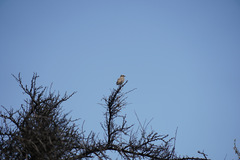 Mimus thenca