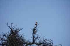 Mimus thenca