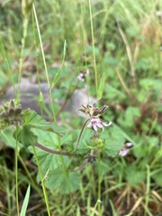 Pelargonium australe