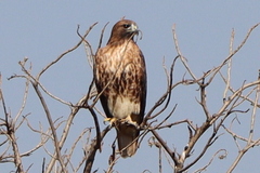 Buteo jamaicensis