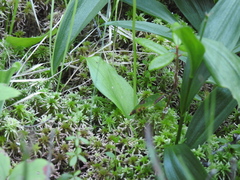 Galearis rotundifolia