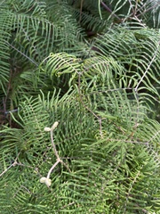 Gleichenia dicarpa