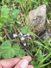 Pelargonium australe