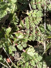 Erodium